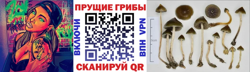 Галлюциногенные грибы MAGIC MUSHROOMS  где найти наркотики  Высоковск 